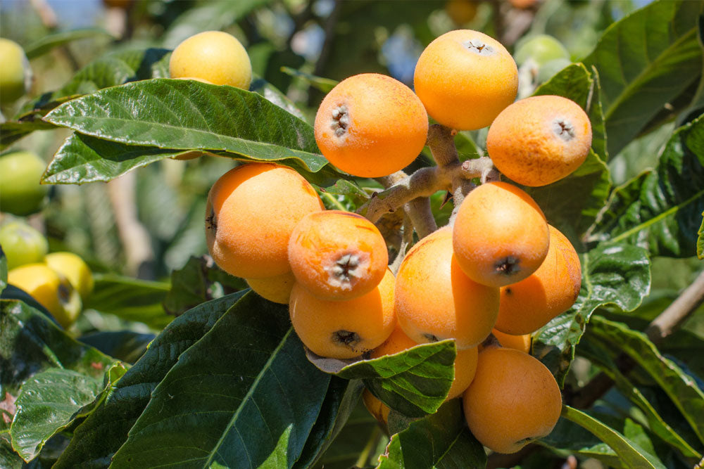 Frutas e legumes a consumir em abril